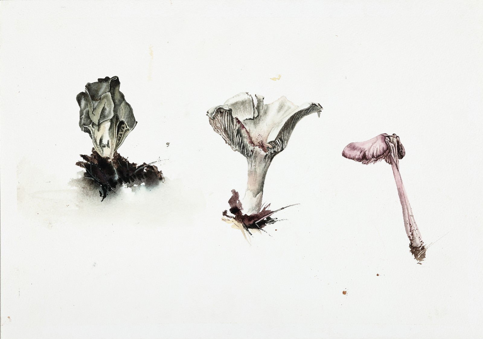 Marie Ladrová (1981) - Studie (tři houby)