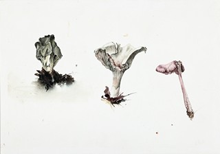Marie Ladrová (1981) - Studie (tři houby)