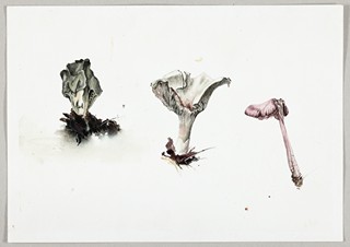Marie Ladrová (1981) - Studie (tři houby)