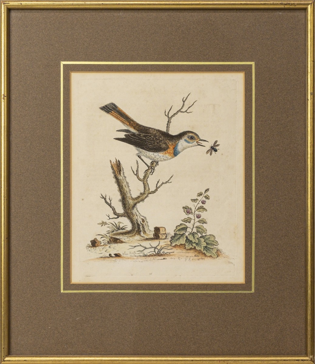 George Edwards (1694-1773)