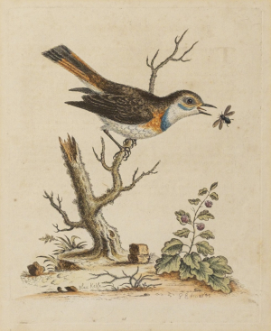 George Edwards (1694-1773)
