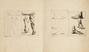 Johann Daniel Herz 1693-1754 - Anatomie