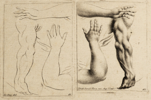 Johann Daniel Herz 1693-1754 - Anatomie