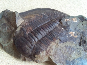 Trilobit Paradoxiles gracilis