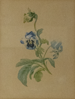 Amálie Mánesová (1817–1883) | Květ macešky