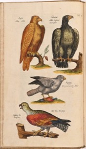 Friedrich August Weber (1753-1806) Matthäus Merian ml. (1621-1687)