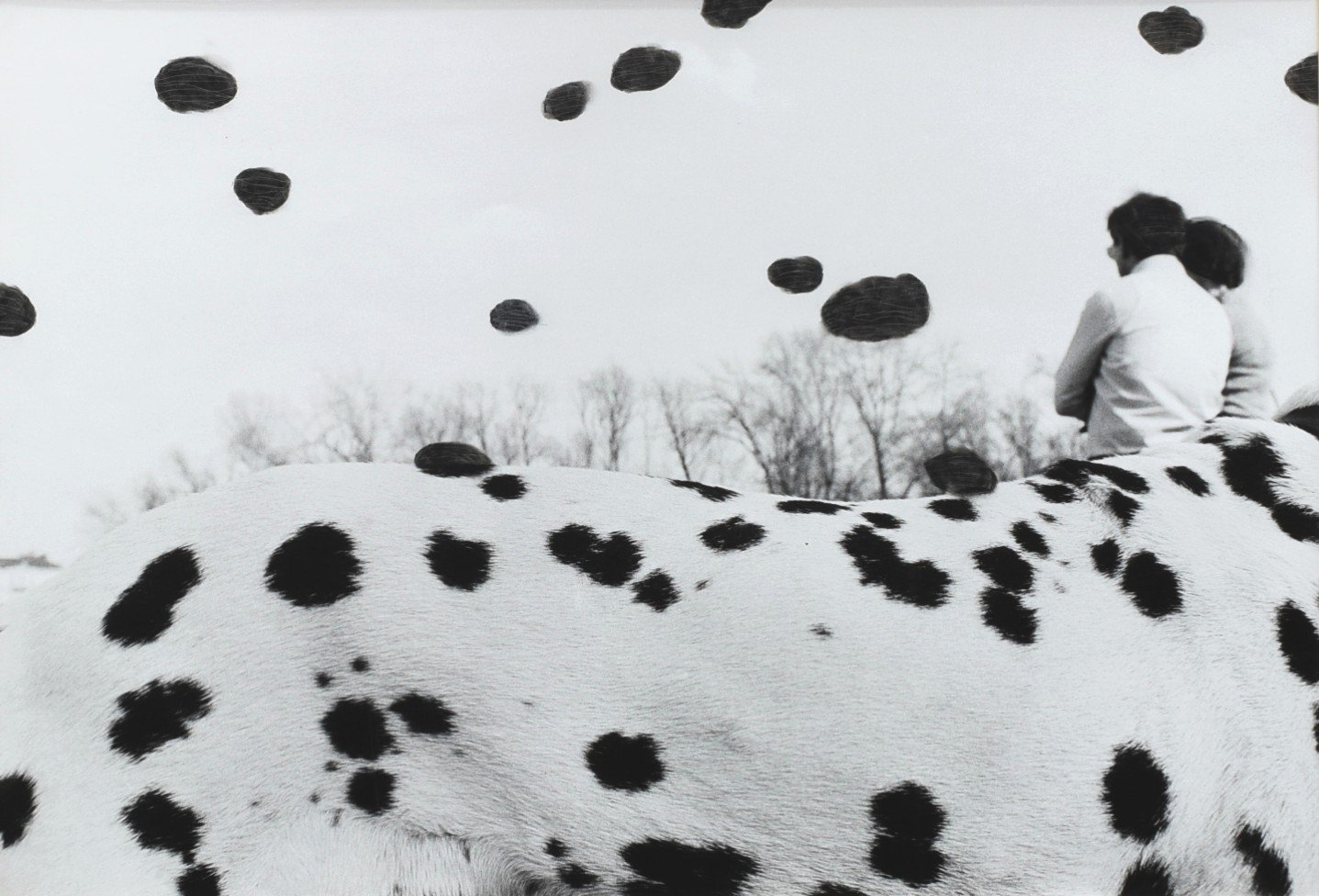 ŽUPNÍK Peter (*1961): Dalmatin