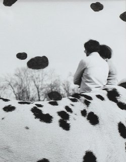 ŽUPNÍK Peter (*1961): Dalmatin