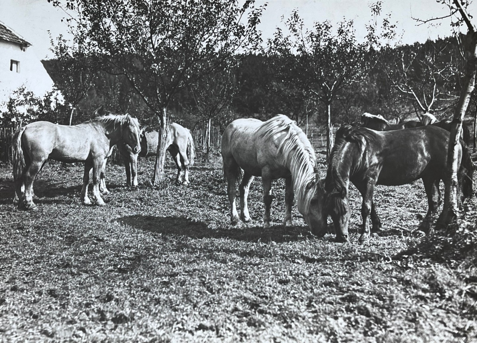 Bruner Dvořák, Rudolf - Koně