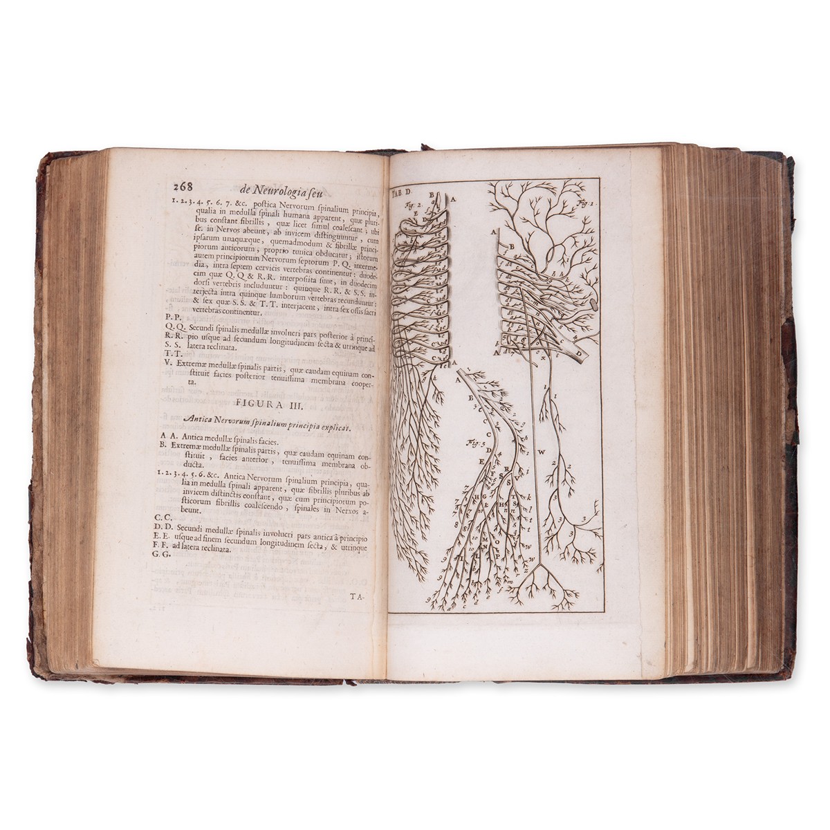 BLANKAART, Steven (1650-1704): Anatomia reformata