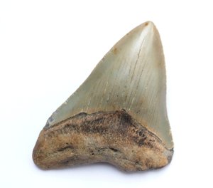 Zub žraloka