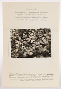 Karel Domin (1882-1953)