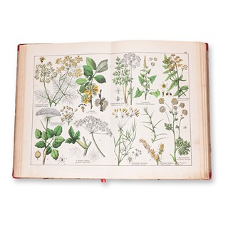WILLKOMM, Moritz (1821-1895): Naturgeschichte des Pflanzenreichs