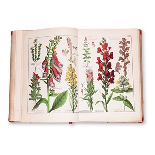 WILLKOMM, Moritz (1821-1895): Naturgeschichte des Pflanzenreichs
