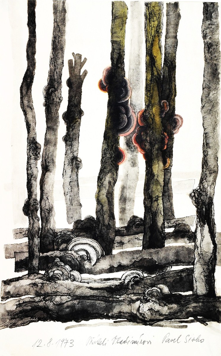 SIVKO Pavel (*1948) - Studie přírody