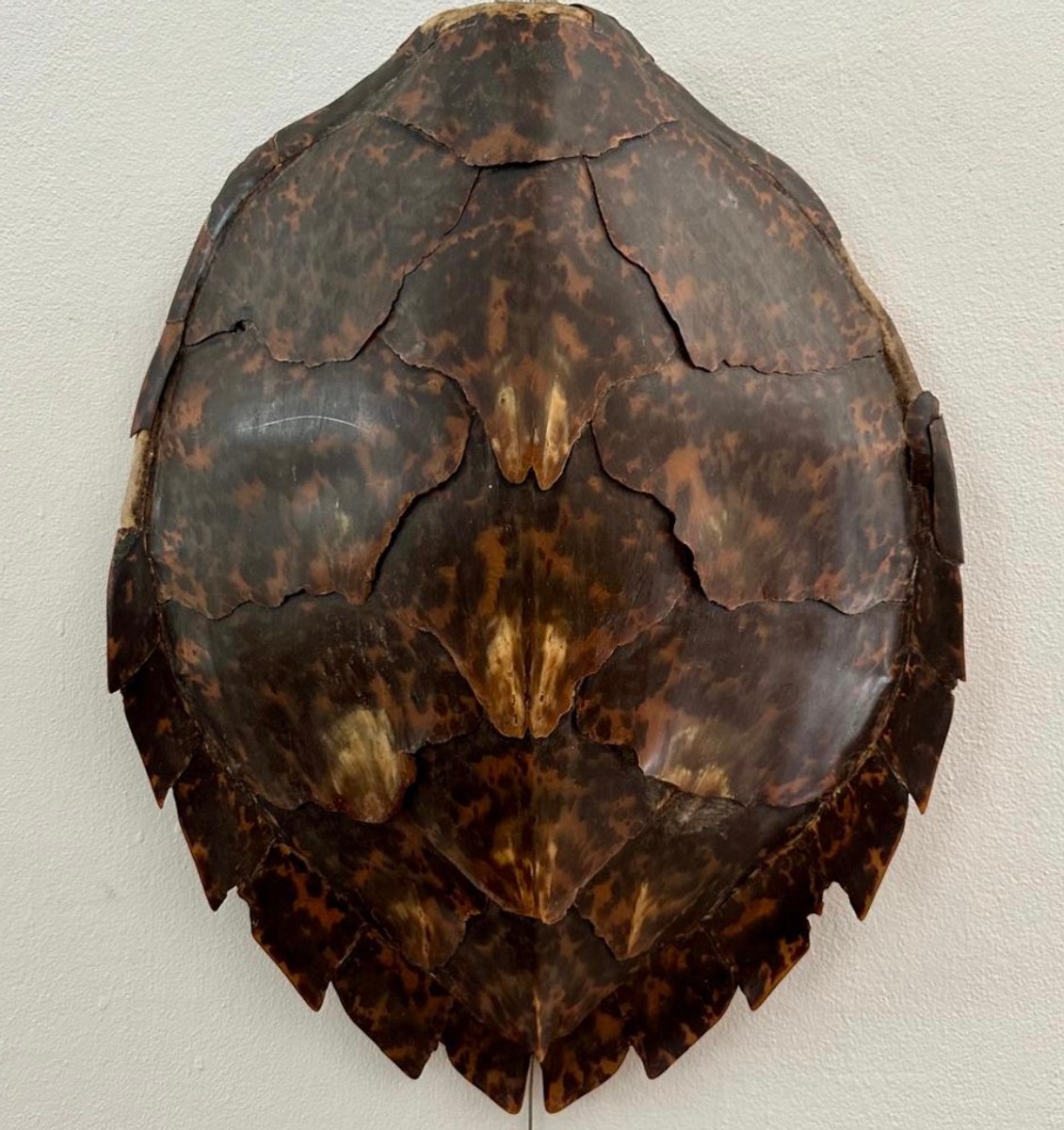 Želvý krunýř I Kareta pravá (Eretmochelys imbricata) - kolem roku 1950