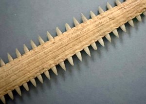 Piloun mnohozubý - trofej (rostrum) - kolem roku 1930