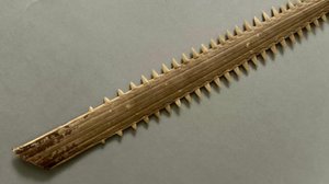 Piloun mnohozubý - trofej (rostrum) - kolem roku 1930