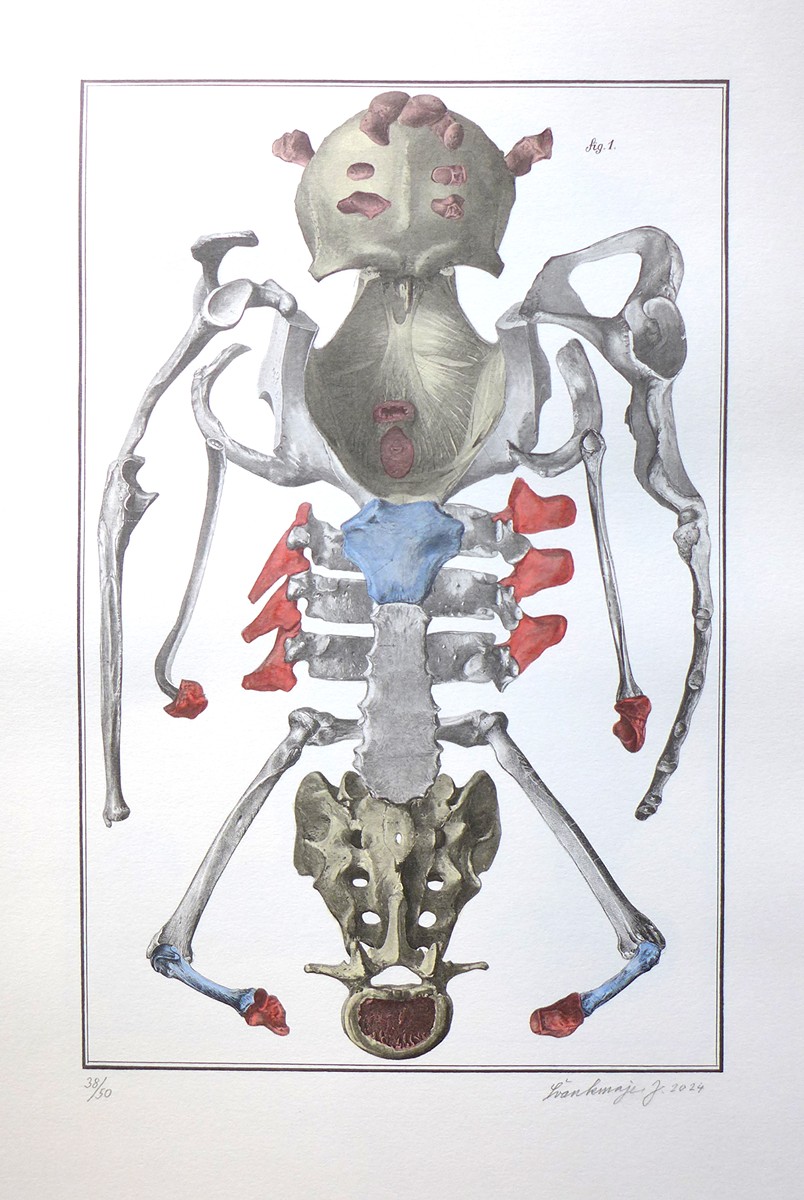 Jan Švankmajer (1934) - Nesoustavná anatomie