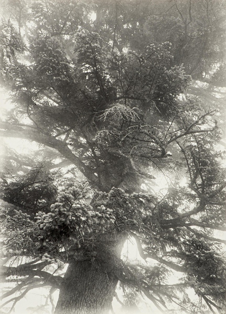 Janda Rudolf (1907 - 2000) - V koruně stromu
