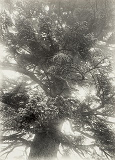 Janda Rudolf (1907 - 2000) - V koruně stromu
