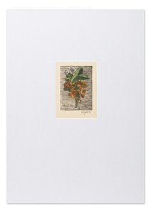 Macková Anna (1887-1969) - Konvolut 14 grafických listů