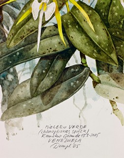 Dungel Jan (1951) - Mielero Verde