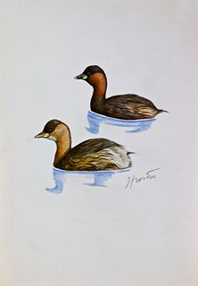 Hošek Jan (1961) - Potápka malá