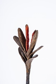 Michal Gabriel (*1960) - Rostlina