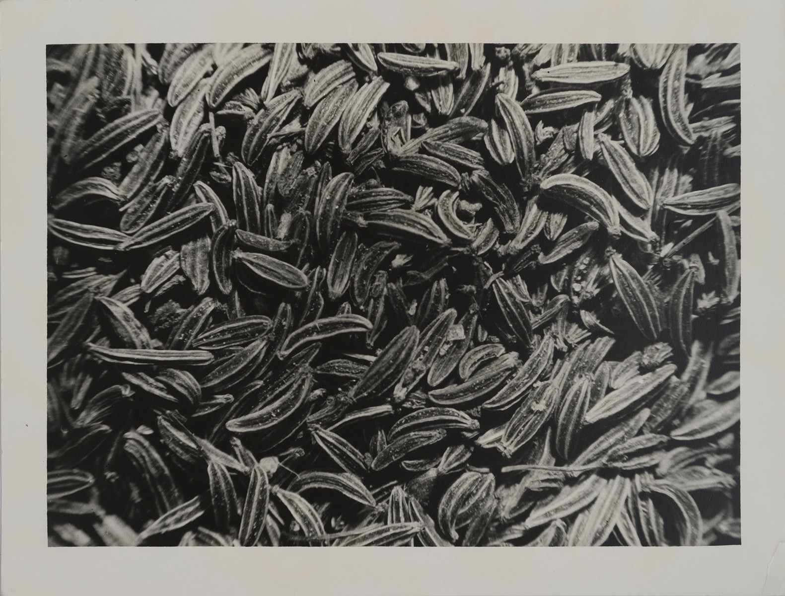 Ladislav Emil Berka (1907-1993) - Kmín