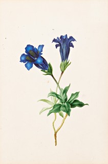 Amálie Mánesová (1817 - 1883) - Hořce