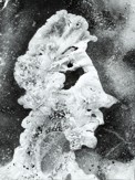 Reichmann Vilém