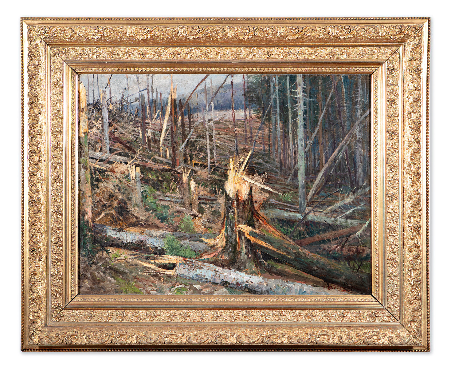 The tragedy of the forest on Branca about the windstorm