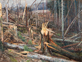 The tragedy of the forest on Branca about the windstorm