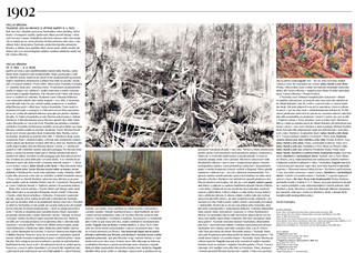 The tragedy of the forest on Branca about the windstorm