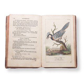 BOROWSKI, Georg Heinrich (1746-1801): Naturgeschichte des Tierreichs II