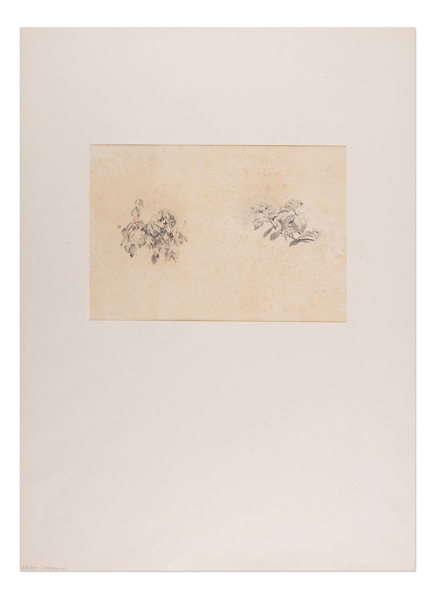 Jan Nowopacký (1821 - 1908) - Studie květů