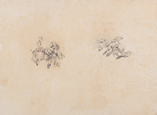 Jan Nowopacký (1821 - 1908) - Studie květů