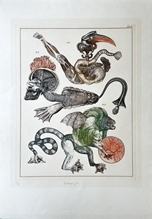 Jan Švankmajer (1934) - Přírodopis č. 10