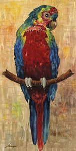 Autor neurčený - Ara rudokřídlý ( Diopsittaca nobilis ), dříve známý také jako Ara Hahnův