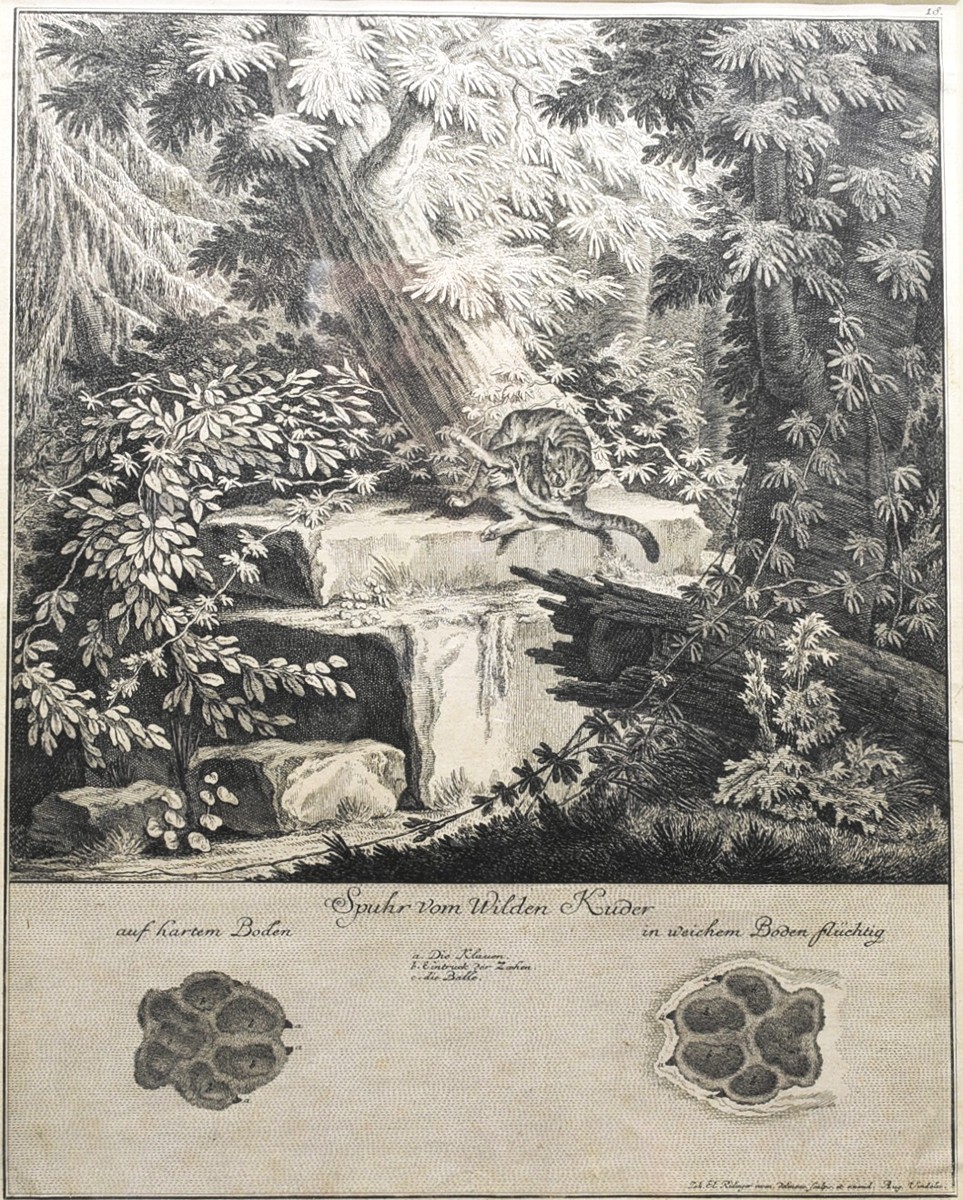 RIDINGER Johann Elias (1698-1767) - Divoká kočka