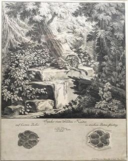 RIDINGER Johann Elias (1698-1767) - Divoká kočka