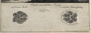 RIDINGER Johann Elias (1698-1767) - Divoká kočka