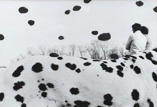 ŽUPNÍK Peter (*1961) - Dogs Days