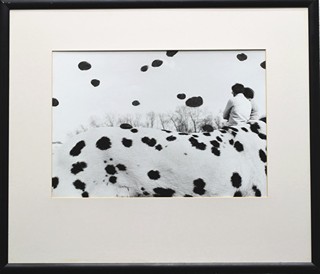 ŽUPNÍK Peter (*1961) - Dogs Days