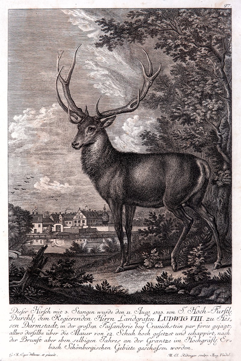 Johann Ridinger (1698 - 1767) - Jelen