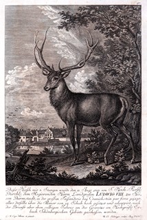 Johann Ridinger (1698 - 1767) - Jelen