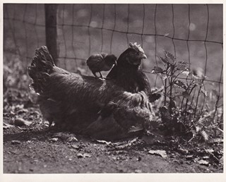 Bohumil Šťastný (1905 - 1991) - Slepice a kuře