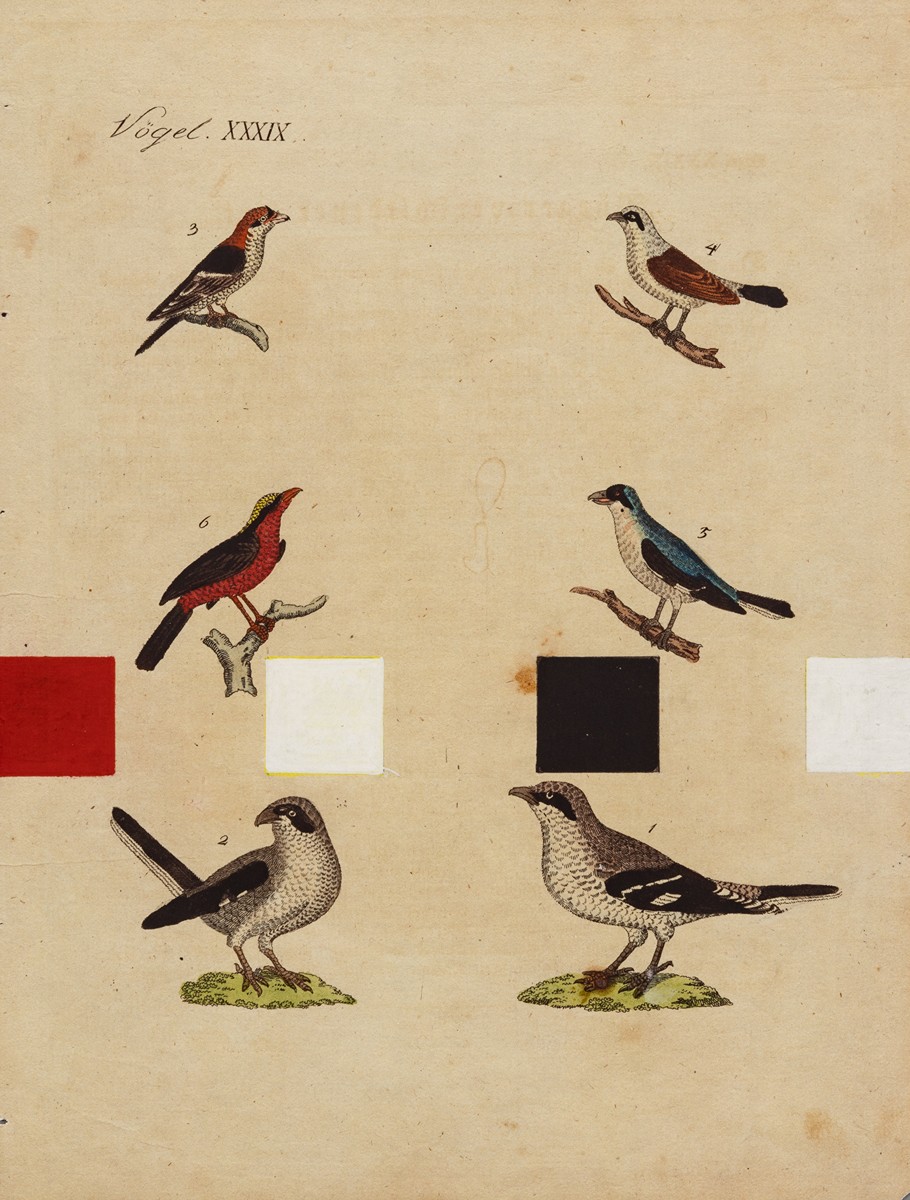 Milan Grygar (1926) - Ptačí partitura