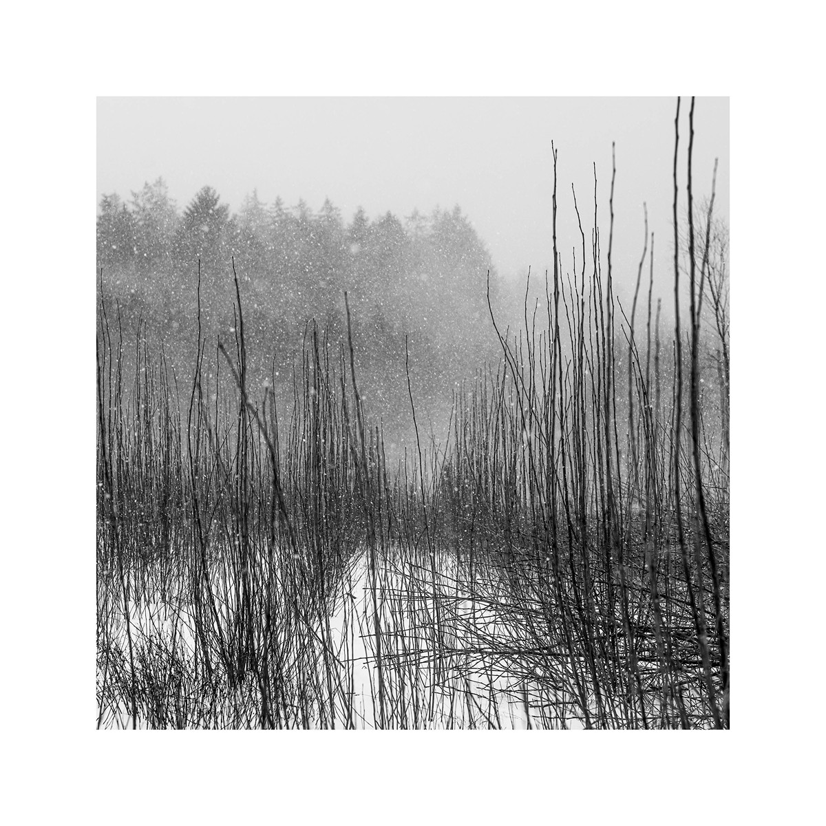 Petr Wagenknecht (1970) - Zimní skoro harmonie